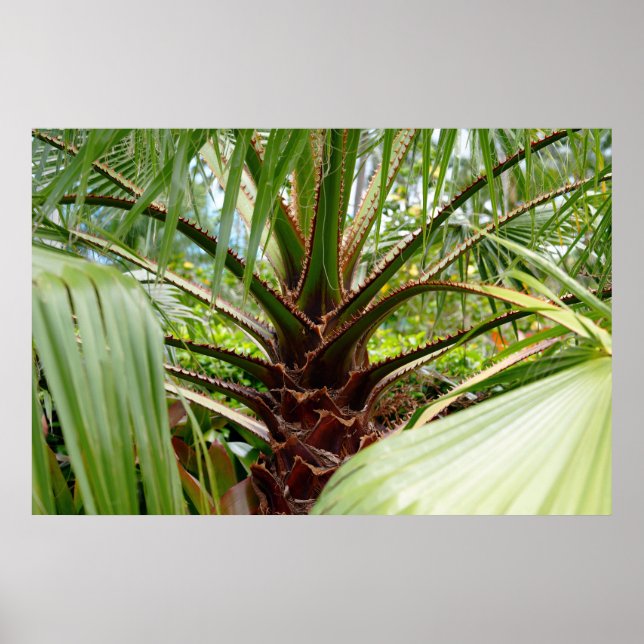 Hawaii Träd Poster (Framsidan)