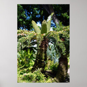 Hawaii Träd Poster