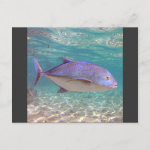 Hawaii Trevally Fish Vykort