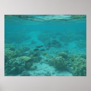Hawaii-tropisk fisk under havsbotten poster