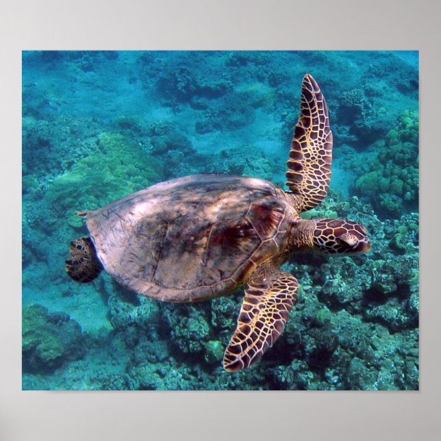 Hawaii Turtle Honu Poster (Framsidan)