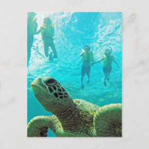 Hawaii Turtle och Snorkelers Vykort