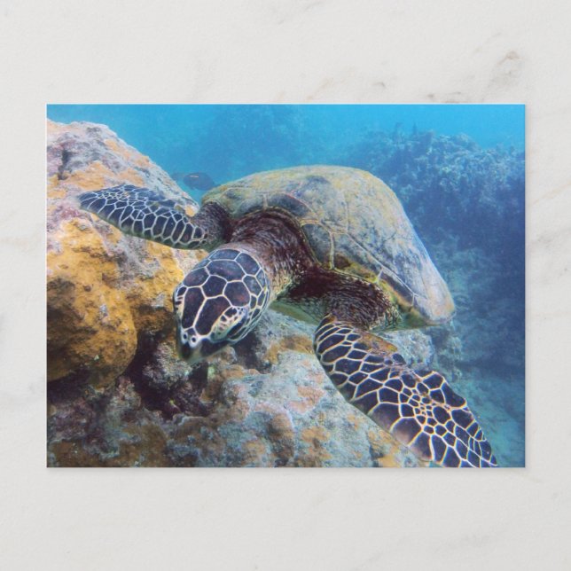 Hawaii Turtle Vykort (Framsida)