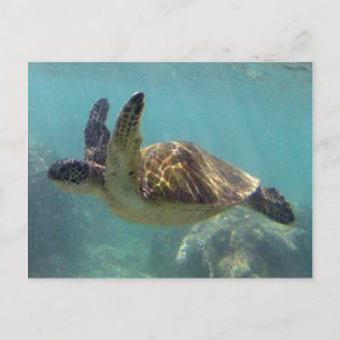 Hawaii Turtle Vykort