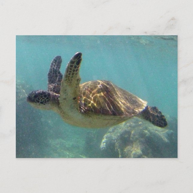 Hawaii Turtle Vykort (Framsida)
