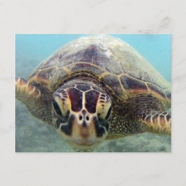 Hawaii Turtle Vykort (Framsida)