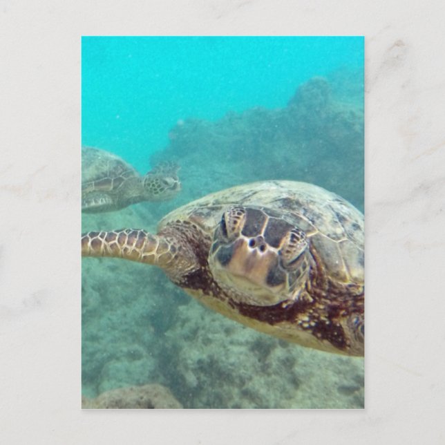 Hawaii Turtles - Honu Vykort (Framsida)