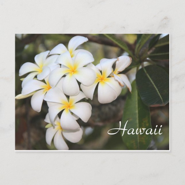 Hawaii, vita blommor, vykort (Framsida)