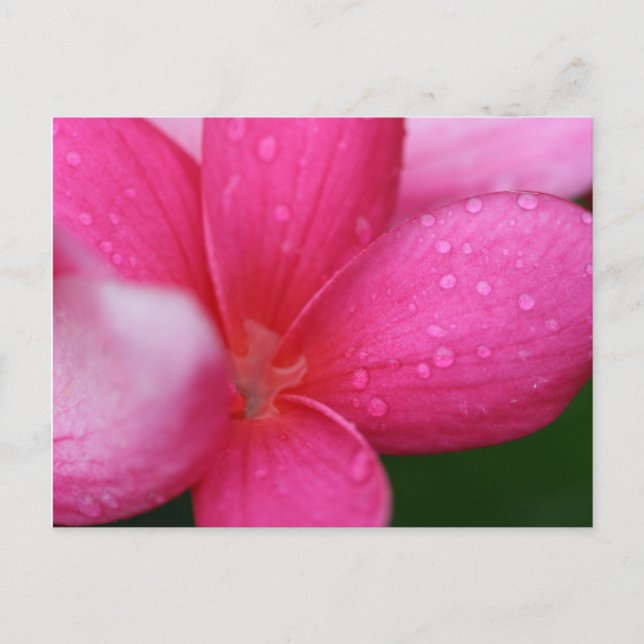 Hawaii Vykort (Framsida)