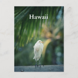 Hawaii White Heron vykort