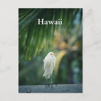 Hawaii White Heron vykort