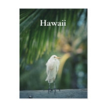 Hawaii White Heron vykort