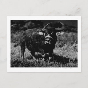 HawaiiA Vatten Buffalo PhotographHawaii Vykort
