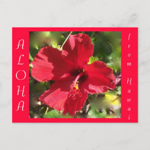 Hawaiian Aloha Red Hibiscus Flower Vykort