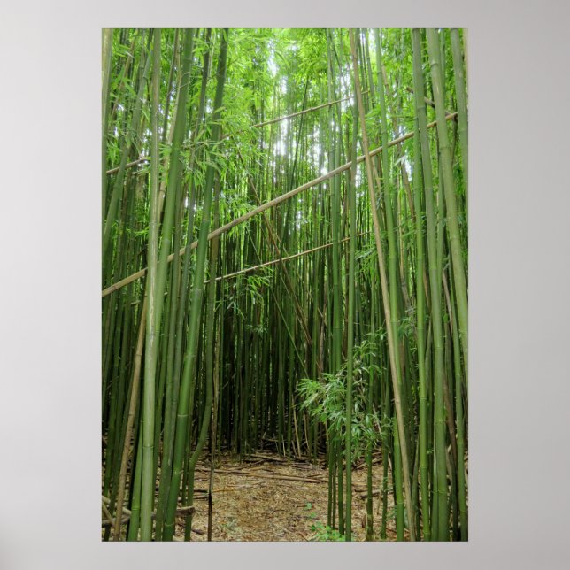 Hawaiian Bamboo Forest Poster (Framsidan)