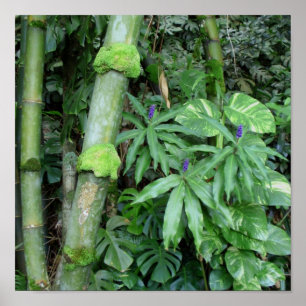 Hawaiian Bamboo och Blue Ginger Poster