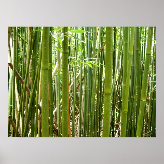 Hawaiian Bamboo Poster (Framsidan)