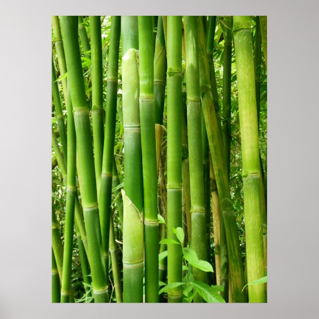 Hawaiian Bamboo Poster (Framsidan)