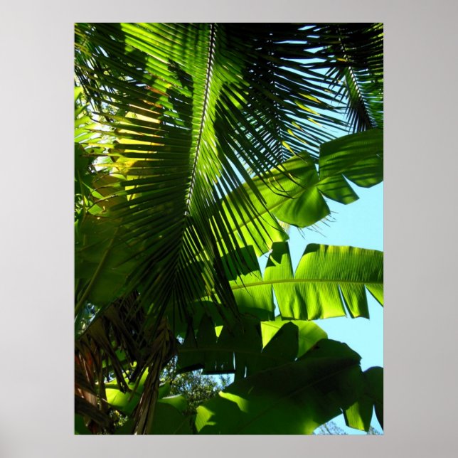 Hawaiian Banana och Coconut Träd Poster (Framsidan)
