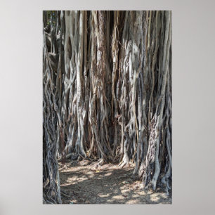 Hawaiian Banyan Träd Poster