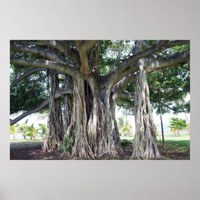 Hawaiian Banyan Träd Poster (Framsidan)
