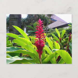 Hawaiian Bloom Vykort