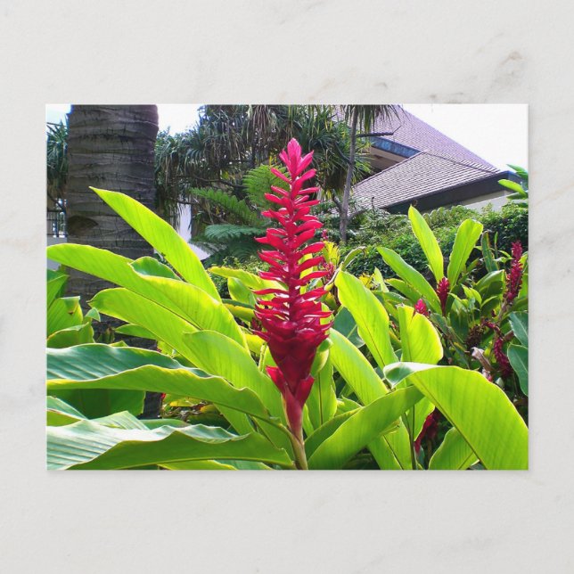 Hawaiian Bloom Vykort (Framsida)