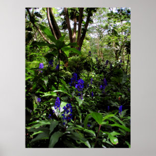 Hawaiian Blue Ginger Poster