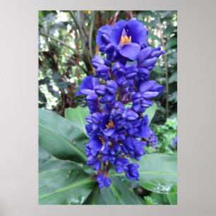 Hawaiian Blue Ginger Poster