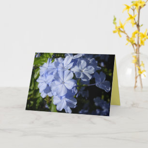 Hawaiian Blue Plumbago-blomma Kort