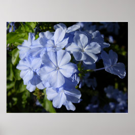 Hawaiian Blue Plumbago-blomma Poster