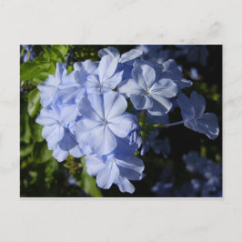 Hawaiian Blue Plumbago-blomma Vykort