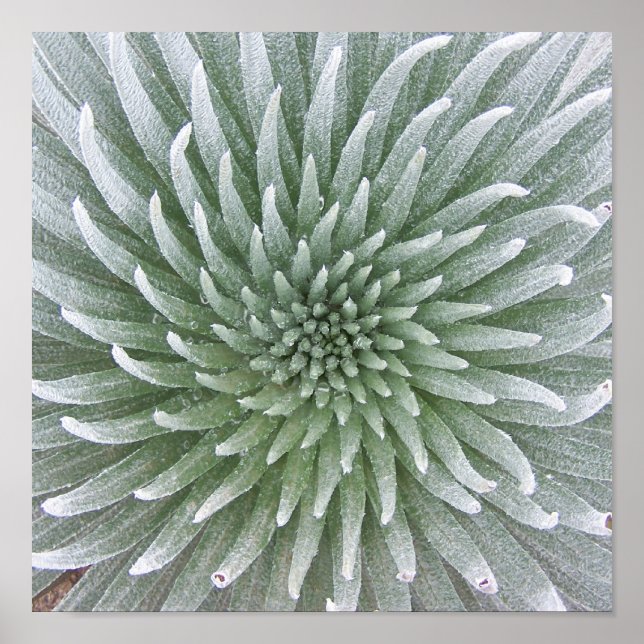 Hawaiian Cactus Succulent Poster (Framsidan)