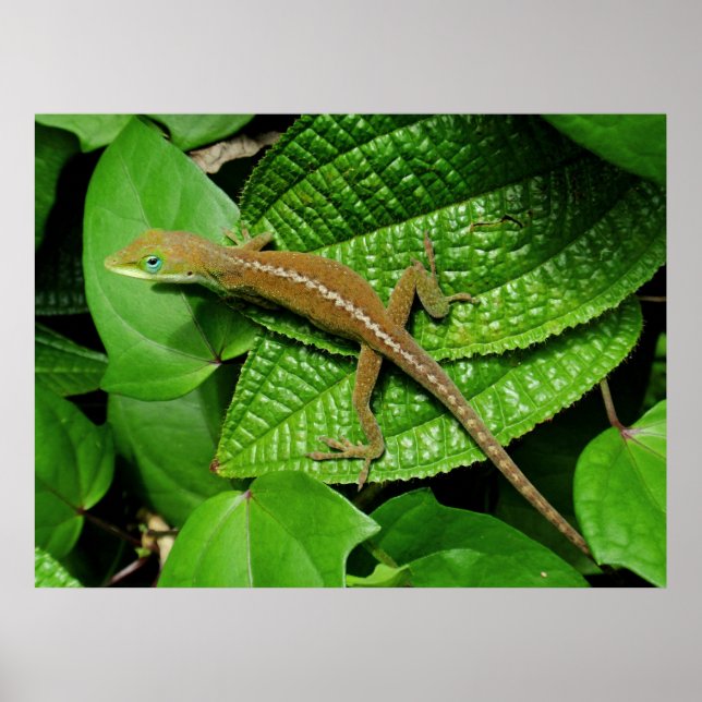 Hawaiian Chameleon Poster (Framsidan)