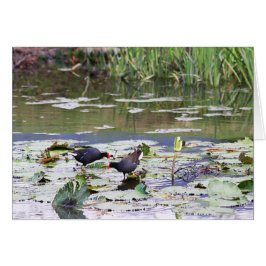 Hawaiian Common Moorhen in Lily Pond Hälsningskort