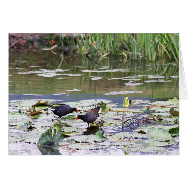 Hawaiian Common Moorhen in Lily Pond Hälsningskort (Framsidan Horizontal)