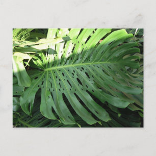 Hawaiian Elephant Ear Plant Postcard Vykort