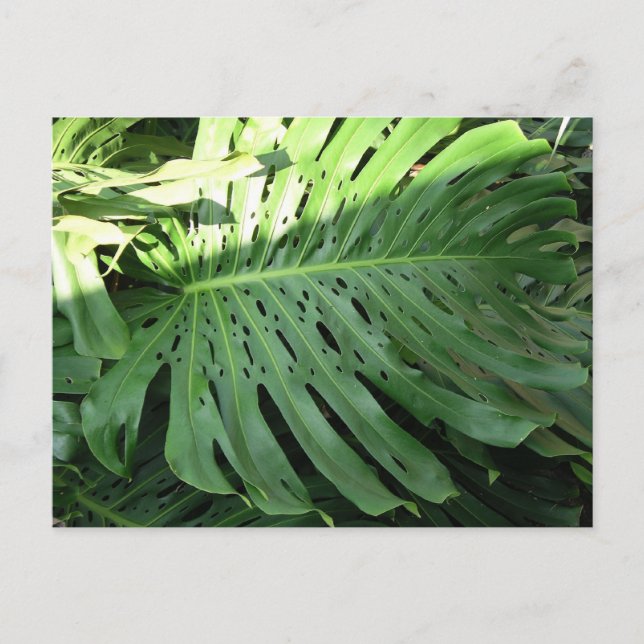 Hawaiian Elephant Ear Plant Postcard Vykort (Framsida)
