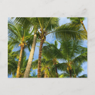 Hawaiian Exotic Beach Handflatan Träd Vykort