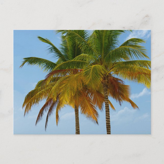 Hawaiian Exotic Beach Handflatan Träd Vykort (Framsida)