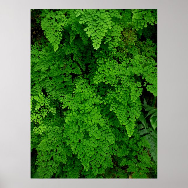 Hawaiian Ferns Poster (Framsidan)