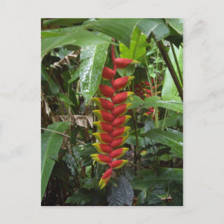 Hawaiian Firecracker Vykort