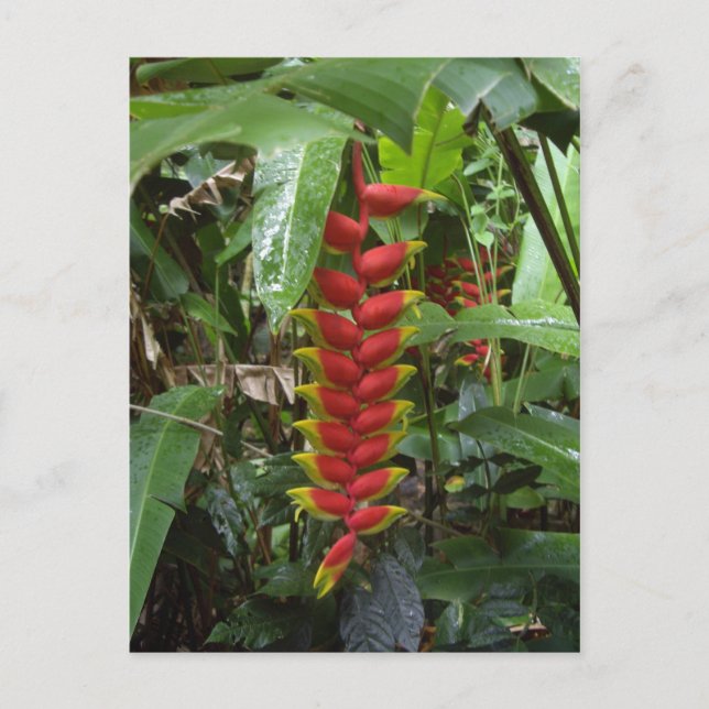 Hawaiian Firecracker Vykort (Framsida)