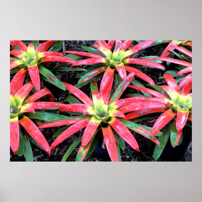 Hawaiian Flower Poster (Framsidan)