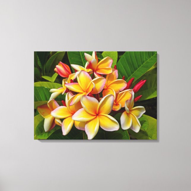 Hawaiian Frangipani Canvastryck (Framsida)