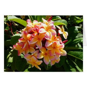 Hawaiian Frangipani Hälsningskort
