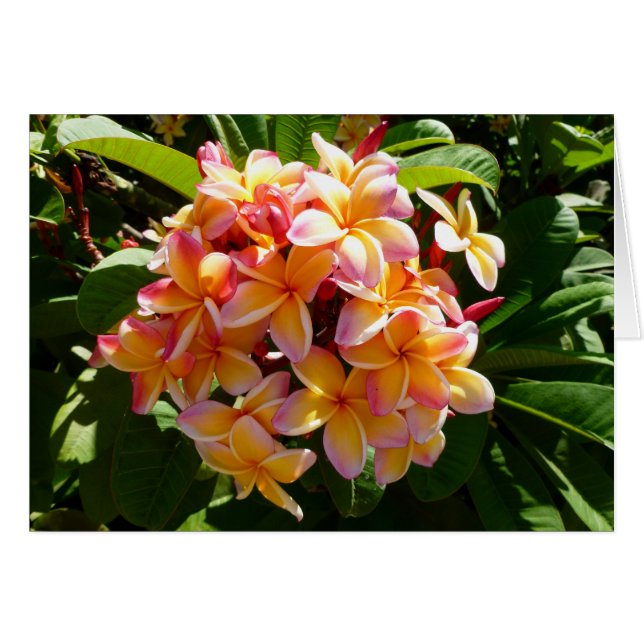 Hawaiian Frangipani Hälsningskort (Framsidan Horizontal)