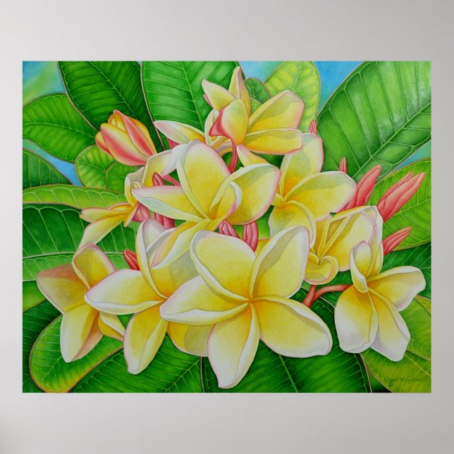 Hawaiian Frangipani Poster (Framsidan)
