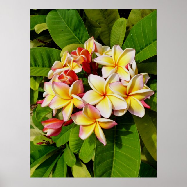 Hawaiian Frangipani Poster (Framsidan)