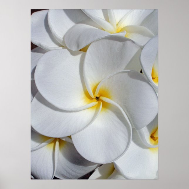 Hawaiian Frangipani Poster (Framsidan)
